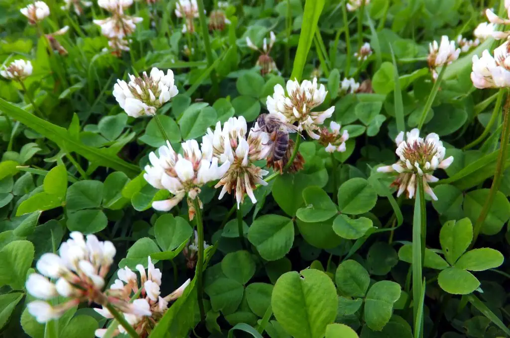 Clover in the lawn