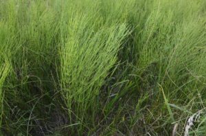 Horsetail Weeds