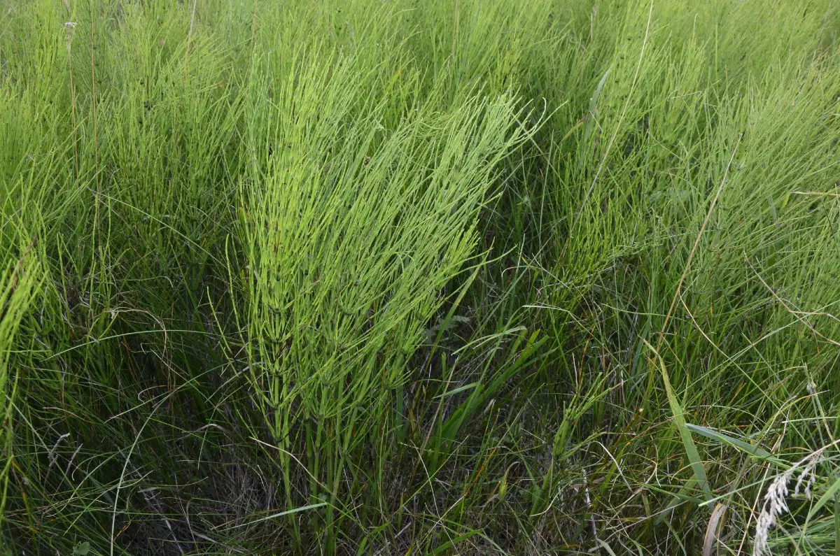How to Kill Horsetail Weeds in Your Lawn - Improvethelawn.com