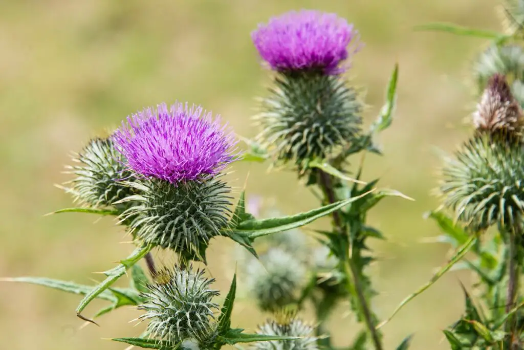 Thistles in the lawn
