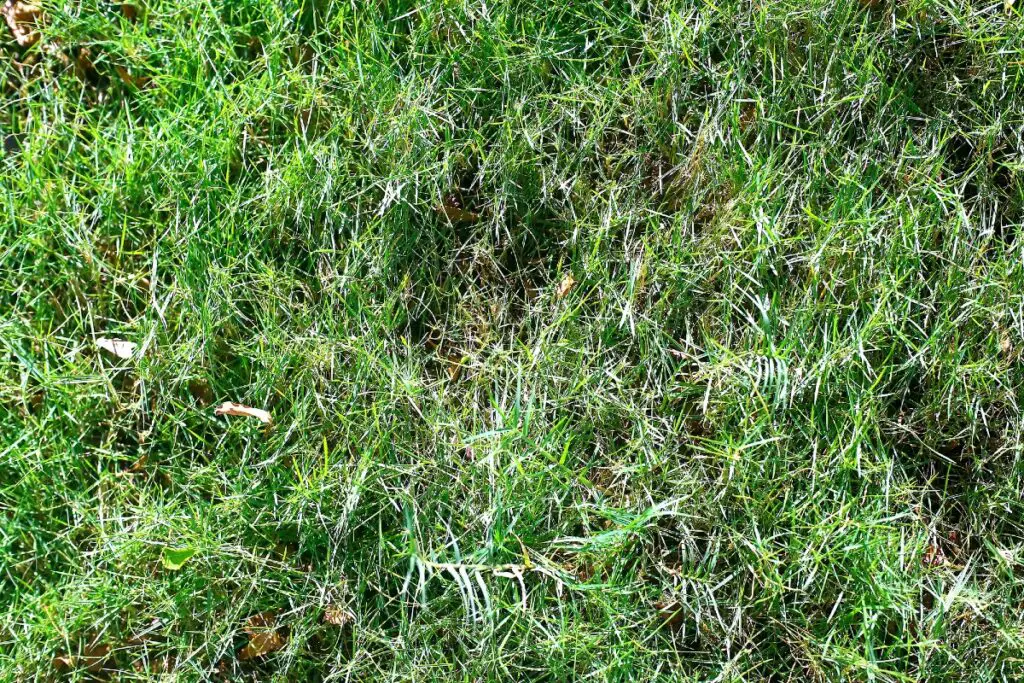 white tip lawn grass