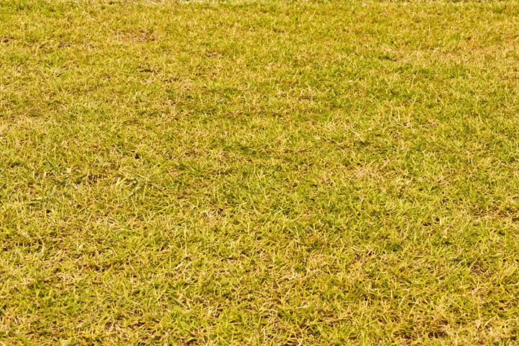 Yellow grass in lawn
