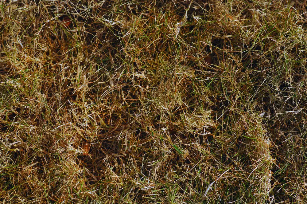 Dormant grass in lawn