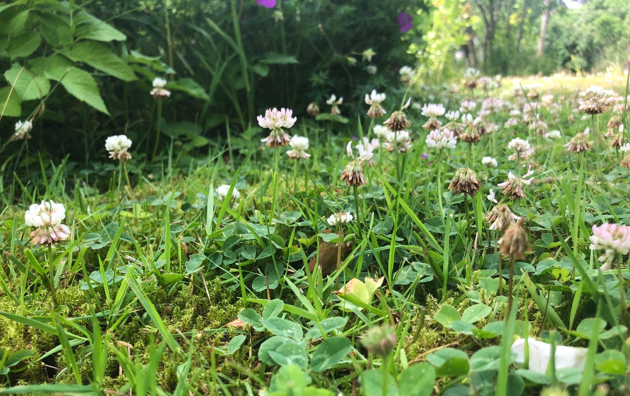 Clover in the lawn