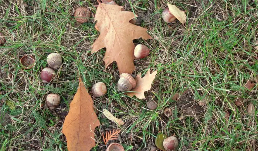 acorns-on-grass