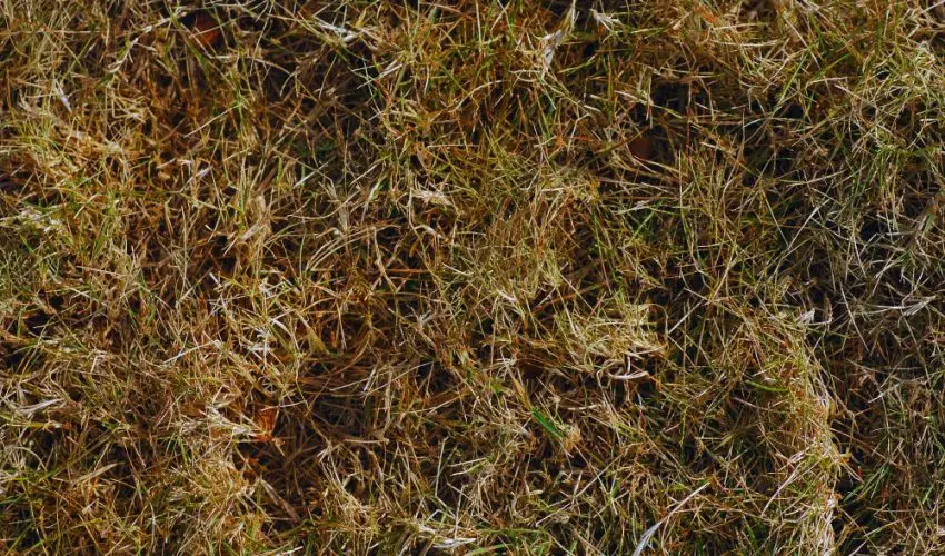 Dormant grass in lawn