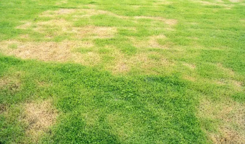 dry-spots-in-the-lawn