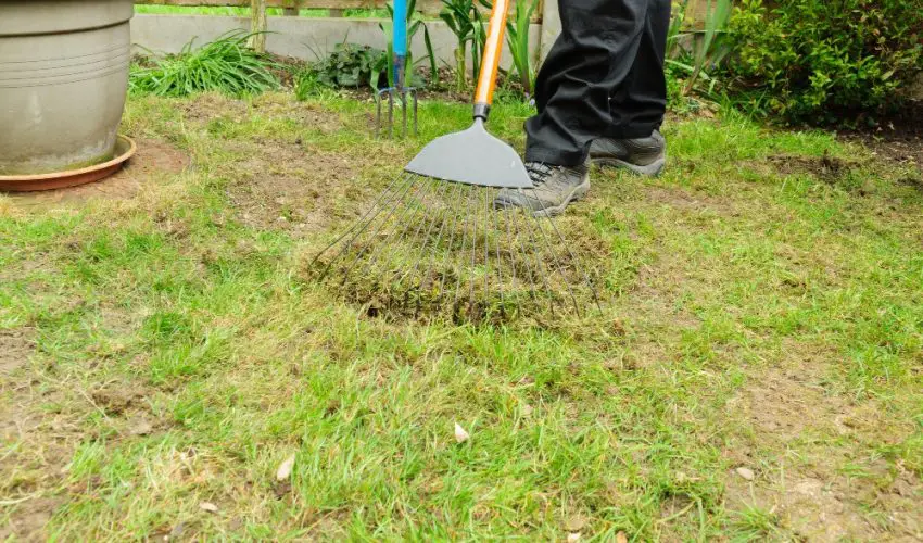 get-rid-of-moss-in-lawn