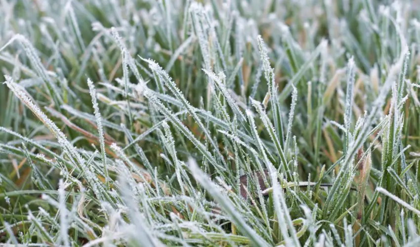 Grass in the winter