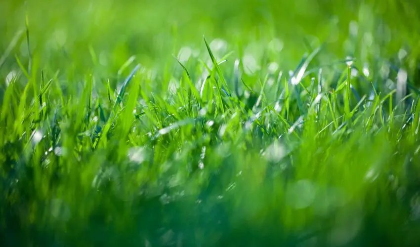 Grass blubbles in the lawn