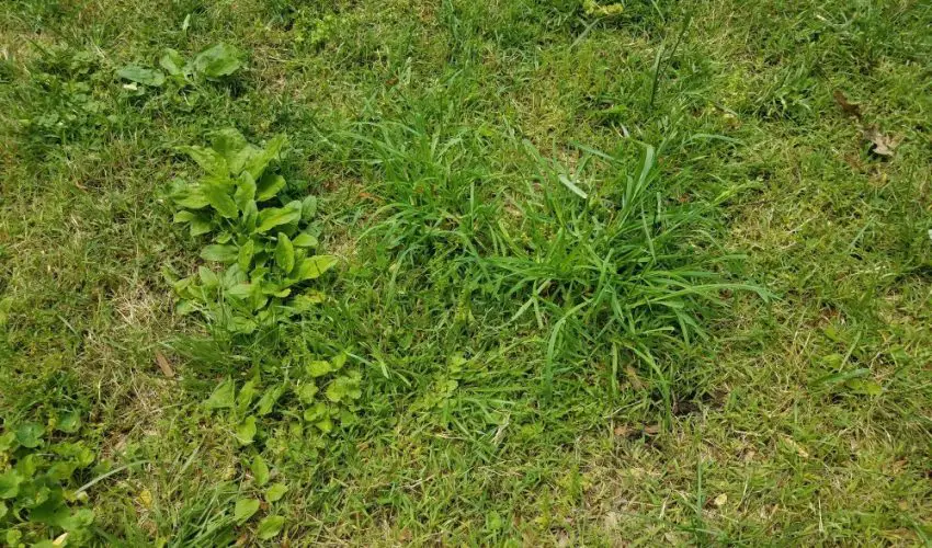 lawn-full-of-weeds