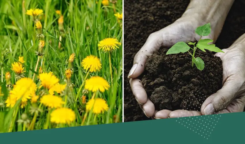 soil-health-and-weeds