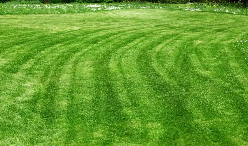 stripes-of-grass-clippings-in-lawn