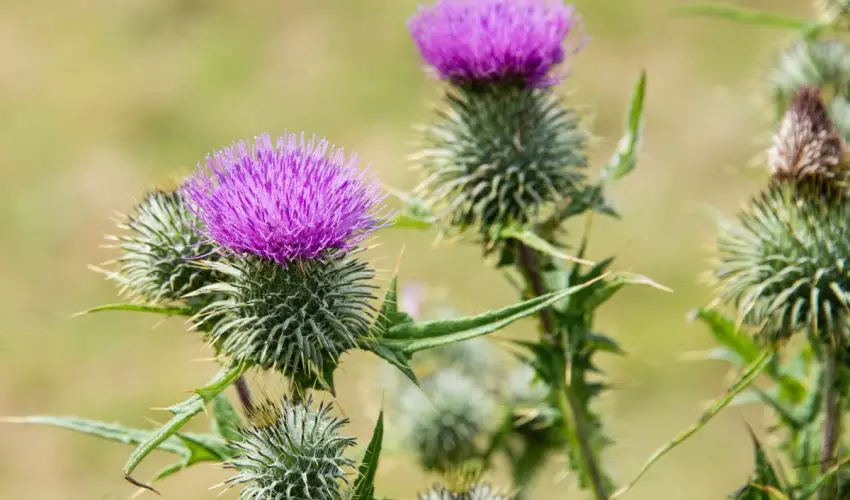 Thistles in the lawn
